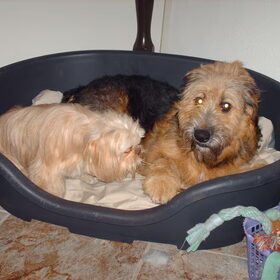 Hondenfoto van liesbeth,Turbo,Luna, Levi en Faith