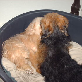 Hondenfoto van liesbeth,Turbo,Luna, Levi en Faith