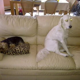 Prada (rechts) en Penouske, de Yorkshire van mijn moeder op…