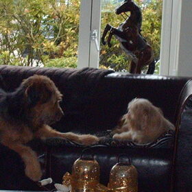 Hondenfoto van liesbeth,Turbo,Luna, Levi en Faith