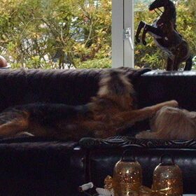 Hondenfoto van liesbeth,Turbo,Luna, Levi en Faith