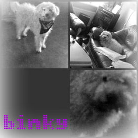 binky is grijs