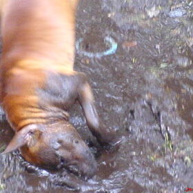 Pepper houdt erg van modder :S