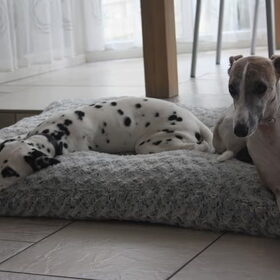 met het buurhondje meggie
