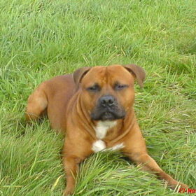 Dit is Pepper, een Engelse stafford van 2.5 jaar oud! Hij is erg…