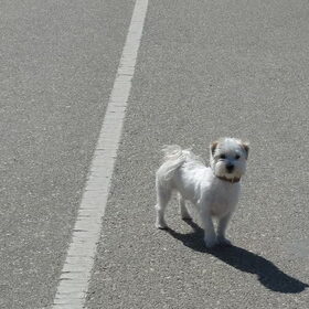 Lekker mee met mijn baasjes een weekendje weg!