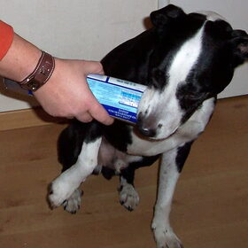 Heerlijke hondenworst! Spike wil het opeten met de verpakking er…