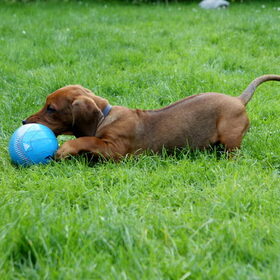 samen met de bal.
