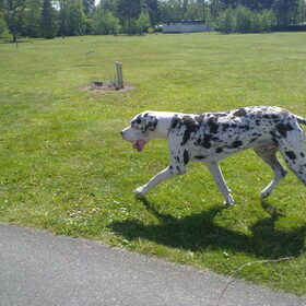 Bubka de dog , naast de fiets , wat hij heerlijk vind