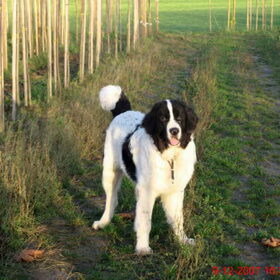 Dit is Onno,onze Landseer. Hij is 9 maanden oud.