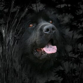 Hondenfoto van .....