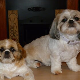 lizzy en masha 5mnd,moeder en dochter