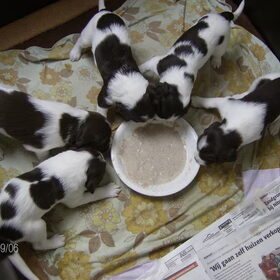 Onze nieuwe pup Max met zijn broertjes en zusjes