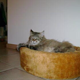 Hondenfoto van liesbeth,Turbo,Luna, Levi en Faith