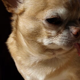lieve Joop