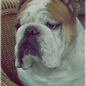 Hondenfoto van .....