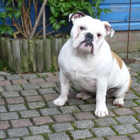 Hondenfoto van Liesbeth & Luna