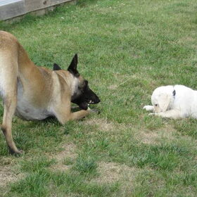 Nala en de Mechelaar Lady