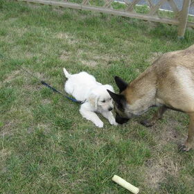 Nala en Lady