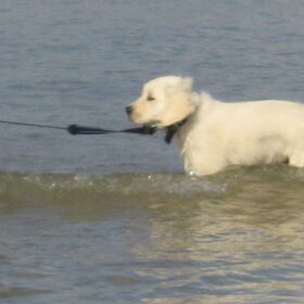 nala in de zeee
