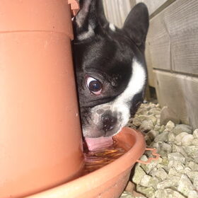 acha heeft dorst