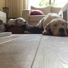 Hondenfoto van Denise & Major
