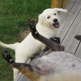 Samen Spelen xd