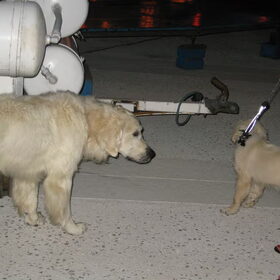 Nala en een andere Golden op vakantie