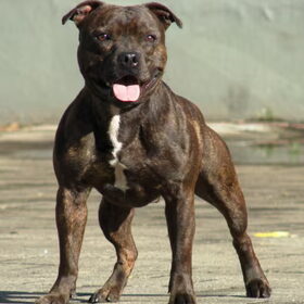 Dit is de vader van de pups Quinlent Cruel Man, zijn karakter is…