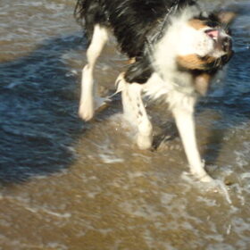 Crazy shake