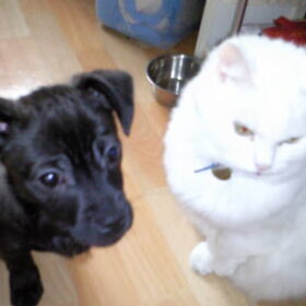 samen met ryu