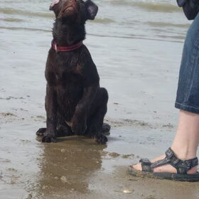 Hondenfoto van Elke <3 Bo