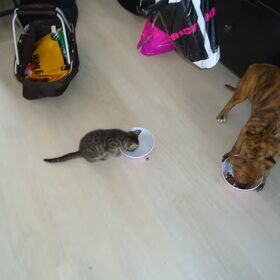 samen met de kat eten en drinken