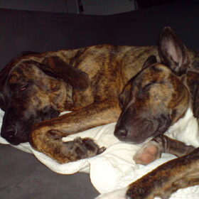 samen slapen sooo sweet!