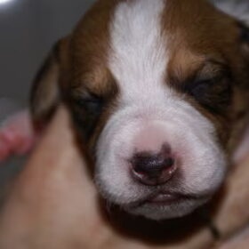 Lief koppie he