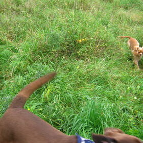 Mo in het veld en een stukje van Xena