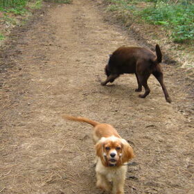 Xena en Mo in het bos