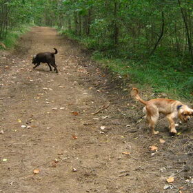 Xena en Mo in het bos