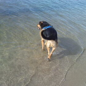 Hondenfoto van Claudia & Tank