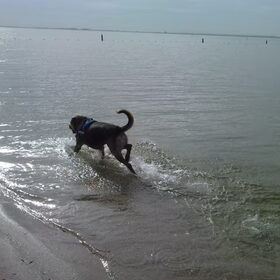 Hondenfoto van Claudia & Tank