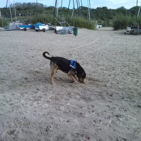 Hondenfoto van Claudia & Tank