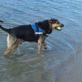 Hondenfoto van Claudia & Tank