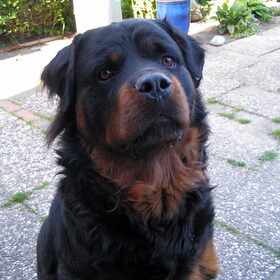 Diesel