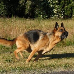 rennen