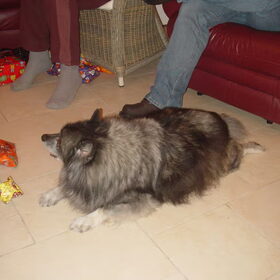 dit is onze oude vriend ceasar altijd midden in het pad liggend.
