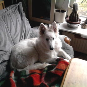 Indy rond de 7 maandjes oud op de bank.