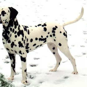 Belle Jolie van Genera Nova