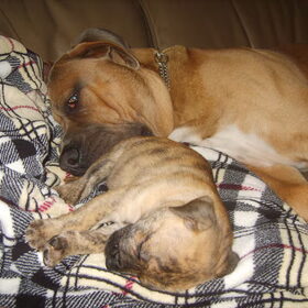 rocky en bickel 6wk oud