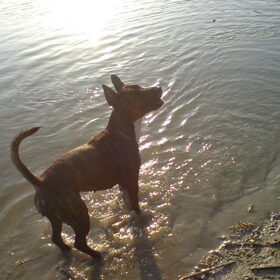 Chica lekker spelen in het water