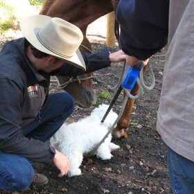 wat ben jij grooooooot! Dit paard is honden gewend, dus tilde de…